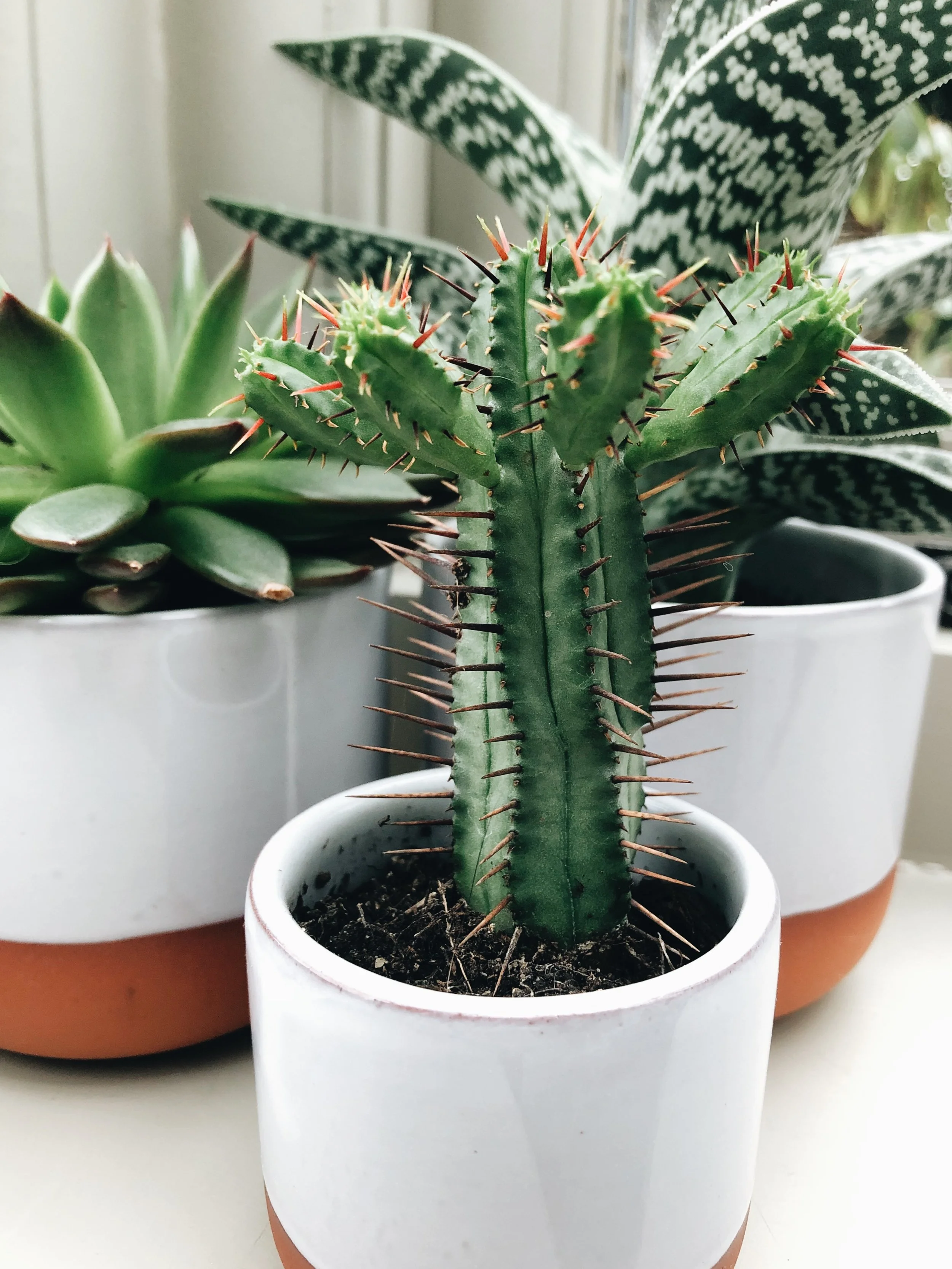 Plants.jpeg