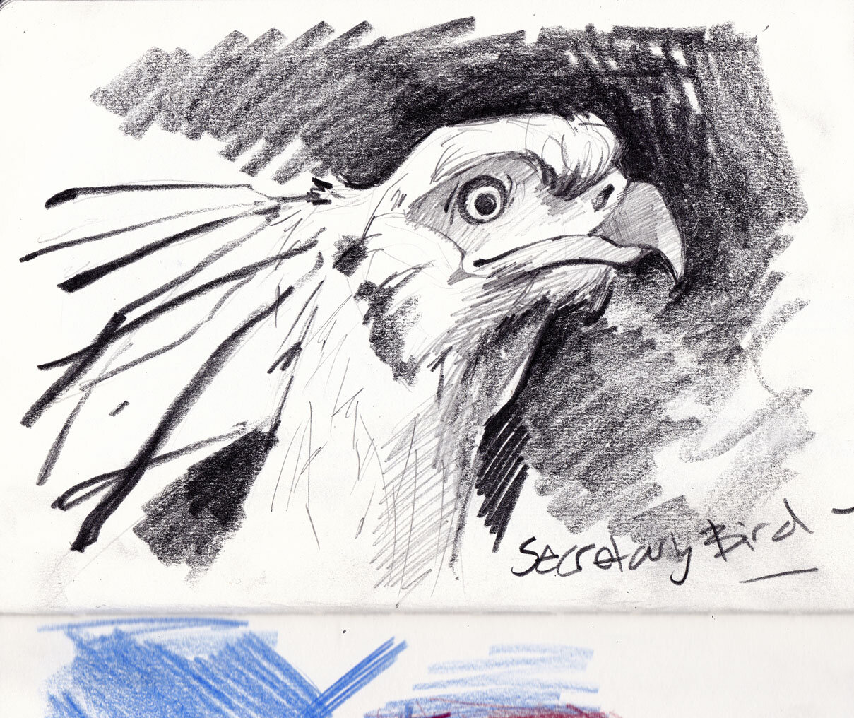 Bird Sketch - National History Museum