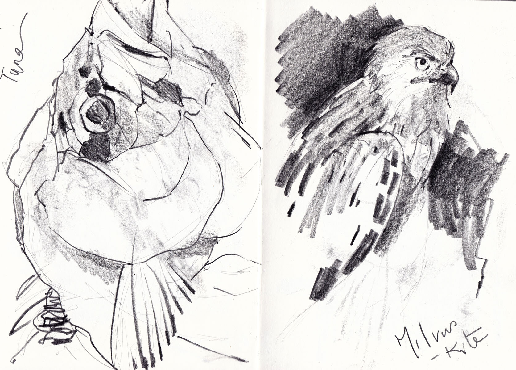 Bird Sketch - Natural History Museum