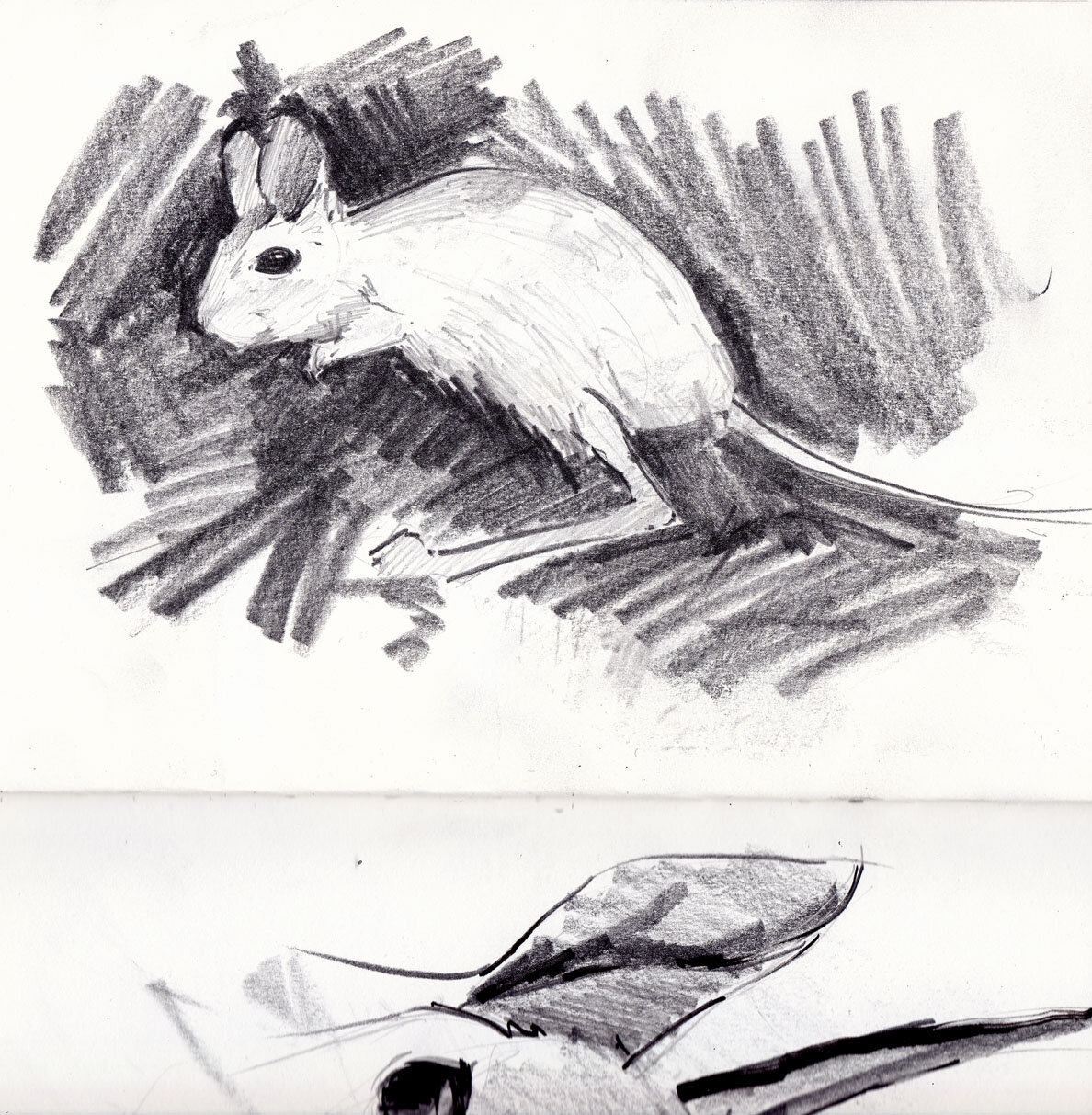 Mouse Sketch - Natural History Museum 