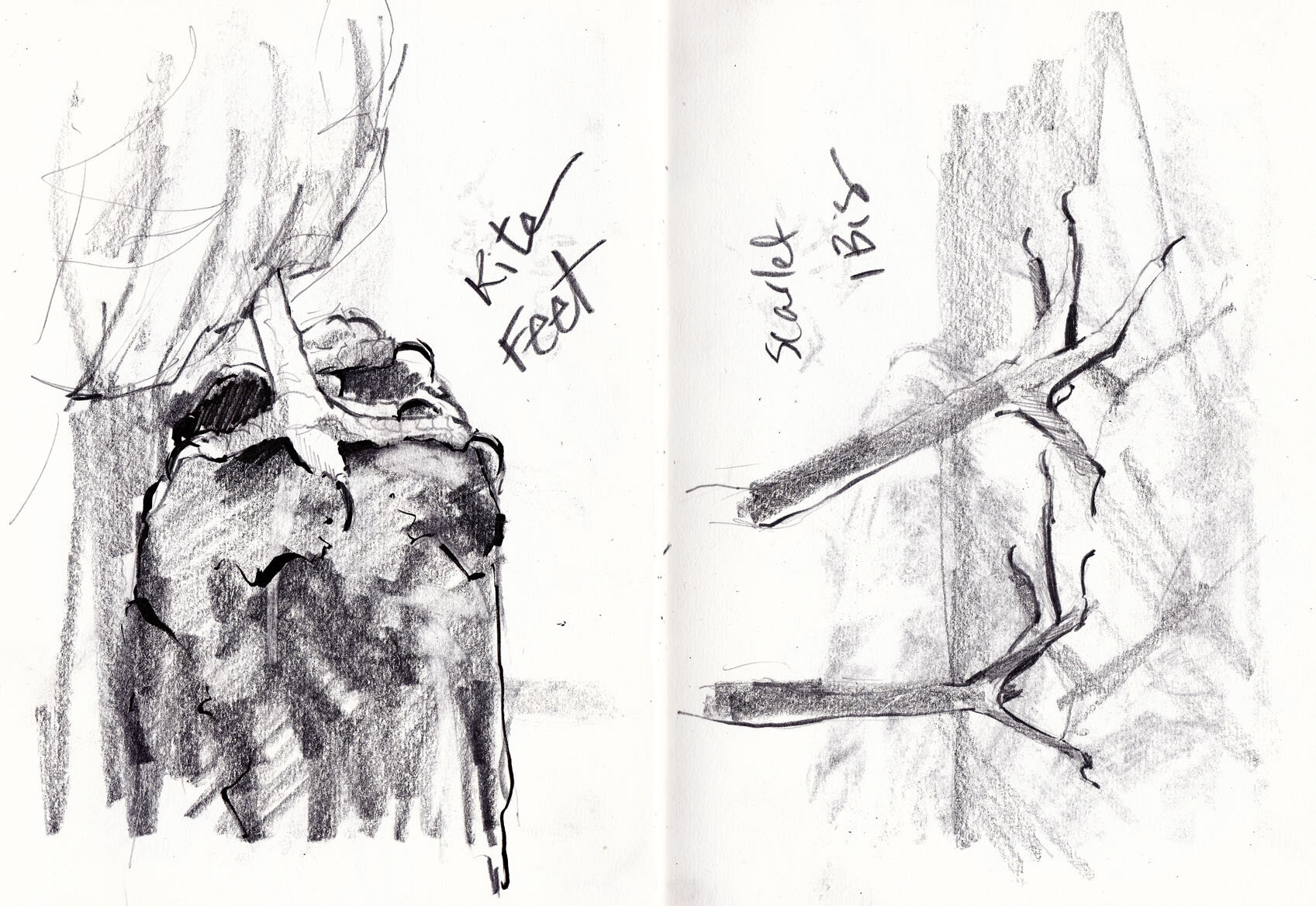 Bird feet and claws sketches - Natural History Museum 