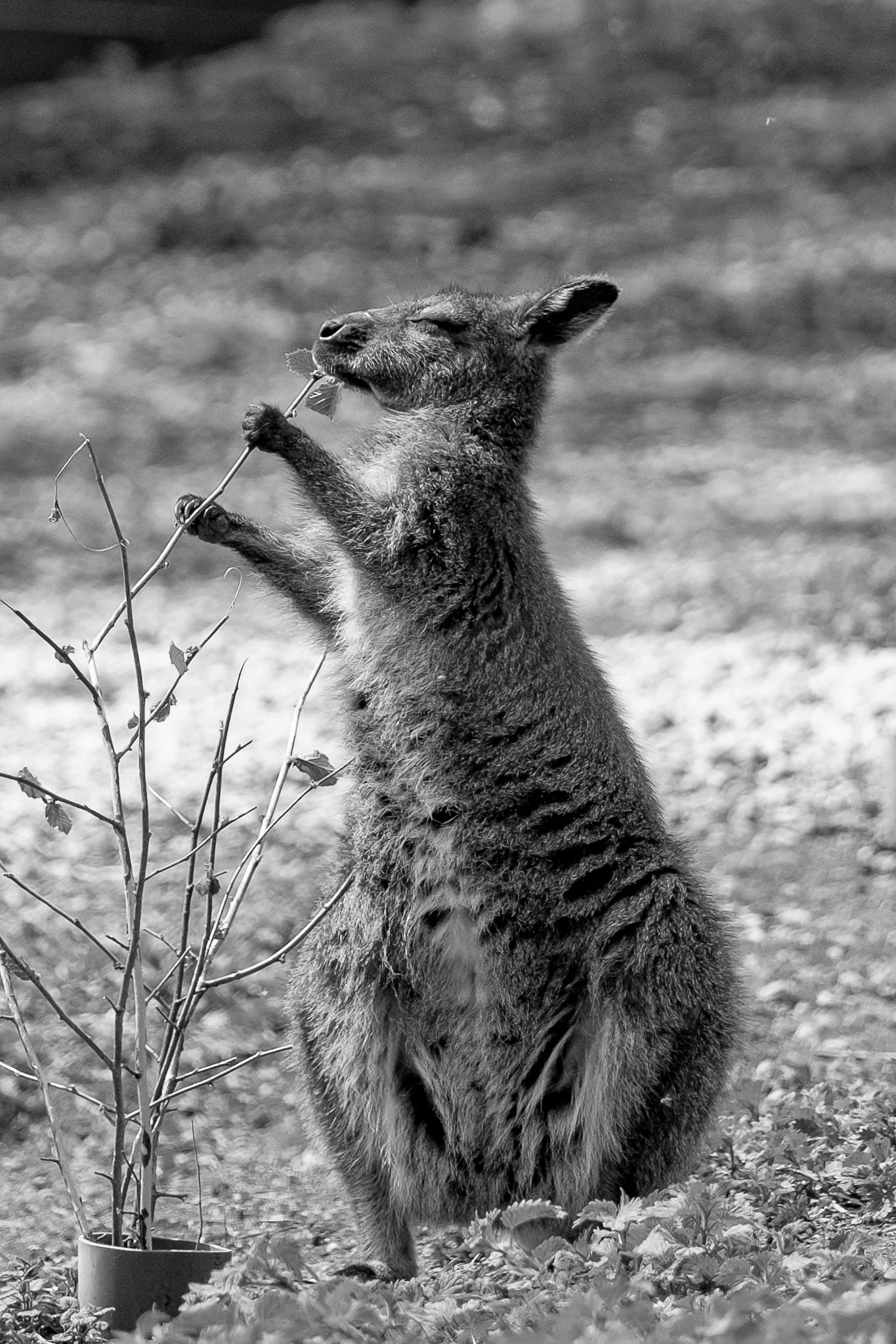 Marwell-16.JPG
