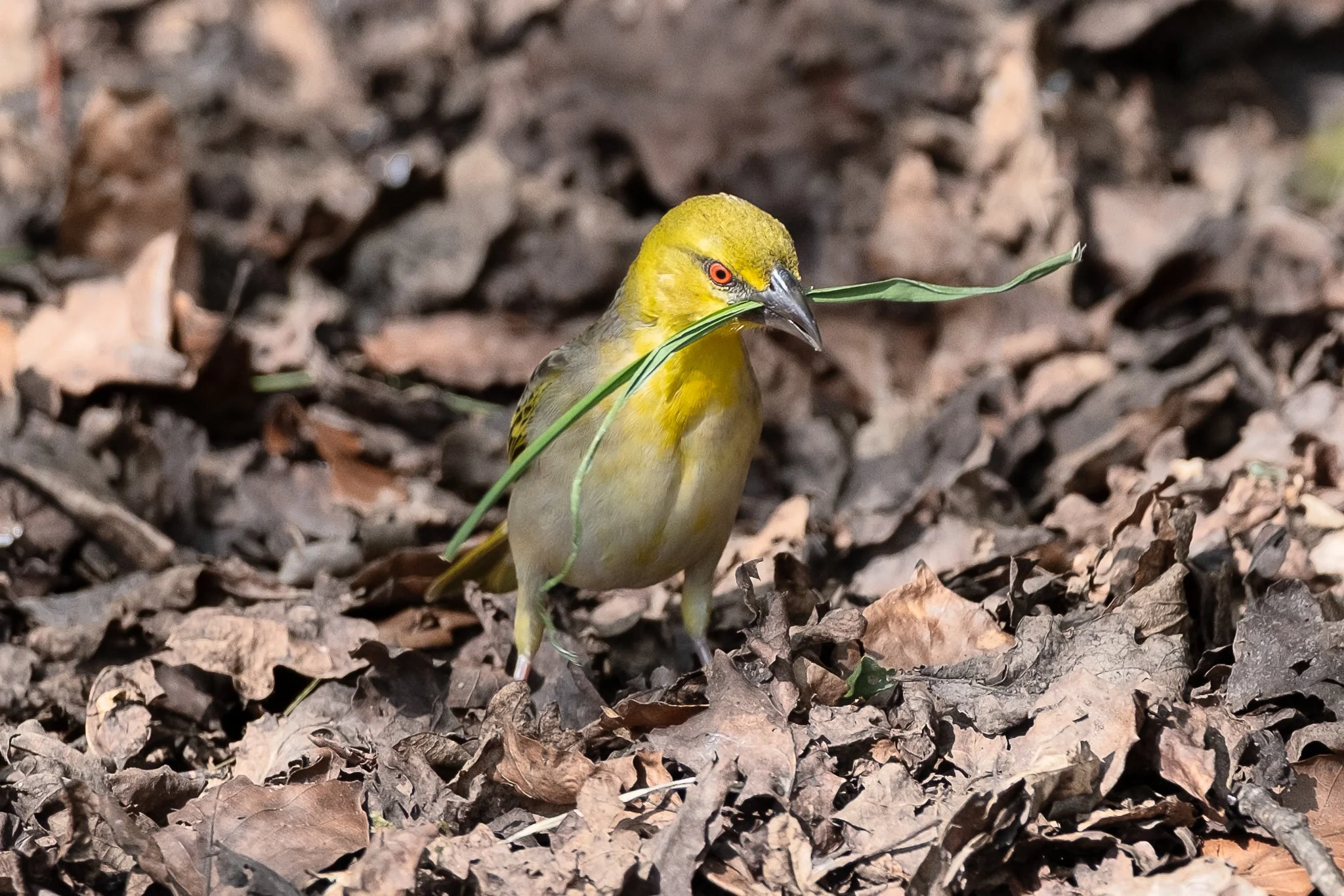 Marwell-14.JPG