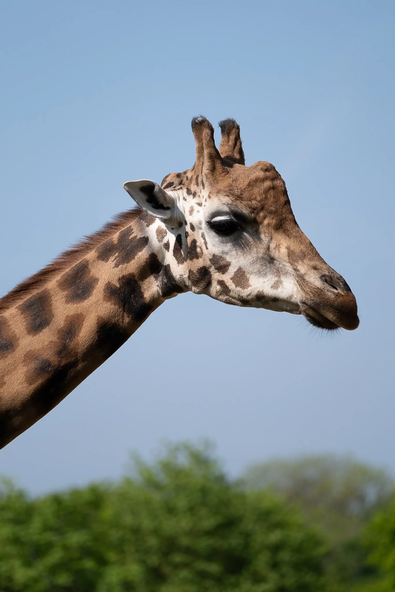 Marwell-2.JPG