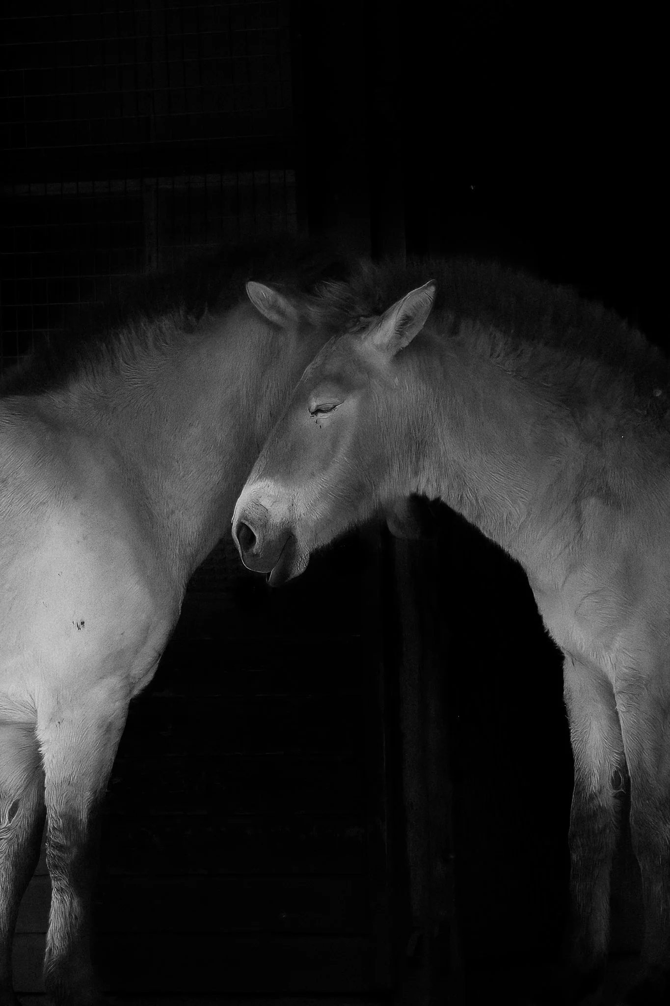 Marwell-4.JPG
