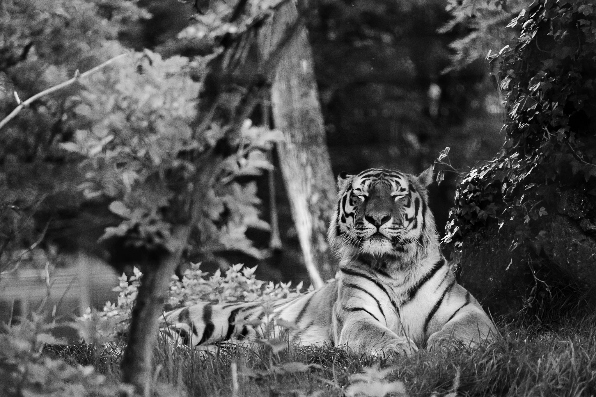 Marwell-8.JPG