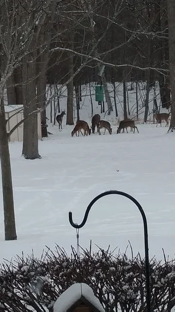 Deer.JPG