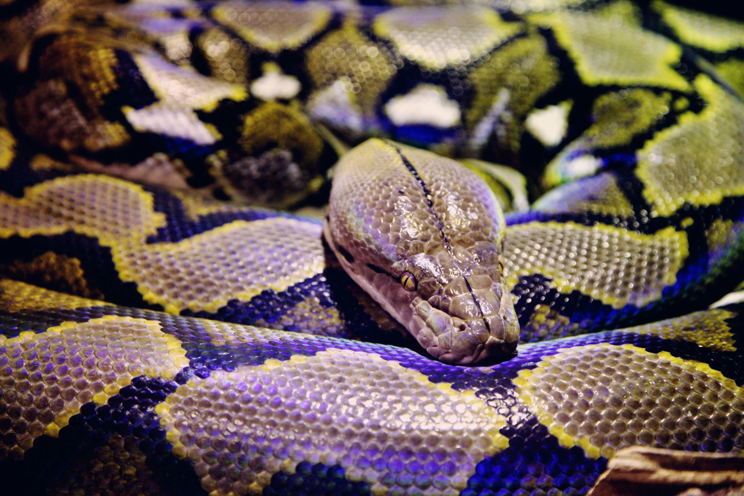 Sunday Funday: Ssssensational Ssssnakes