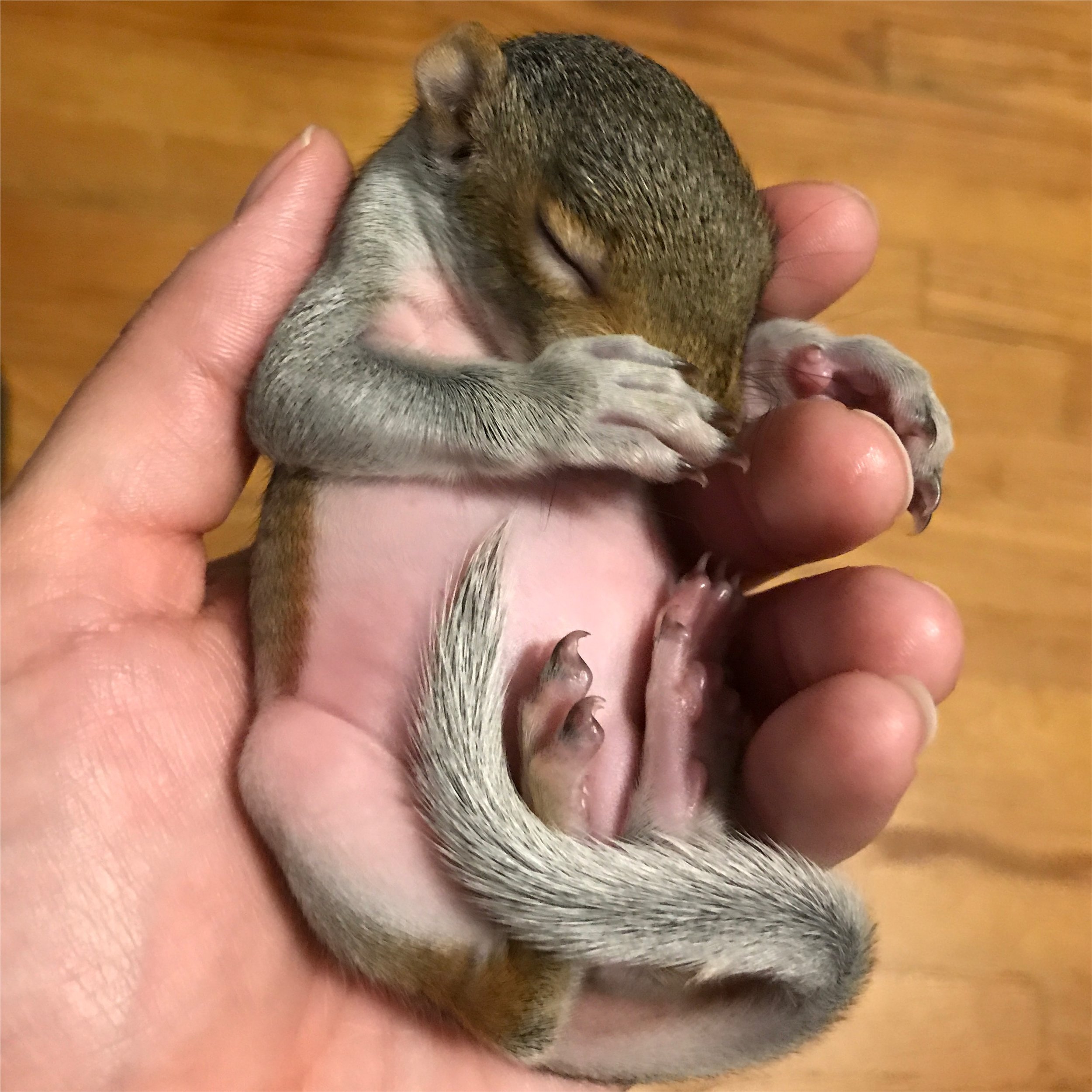 Sunday Funday: Baby Shower for Wildlife
