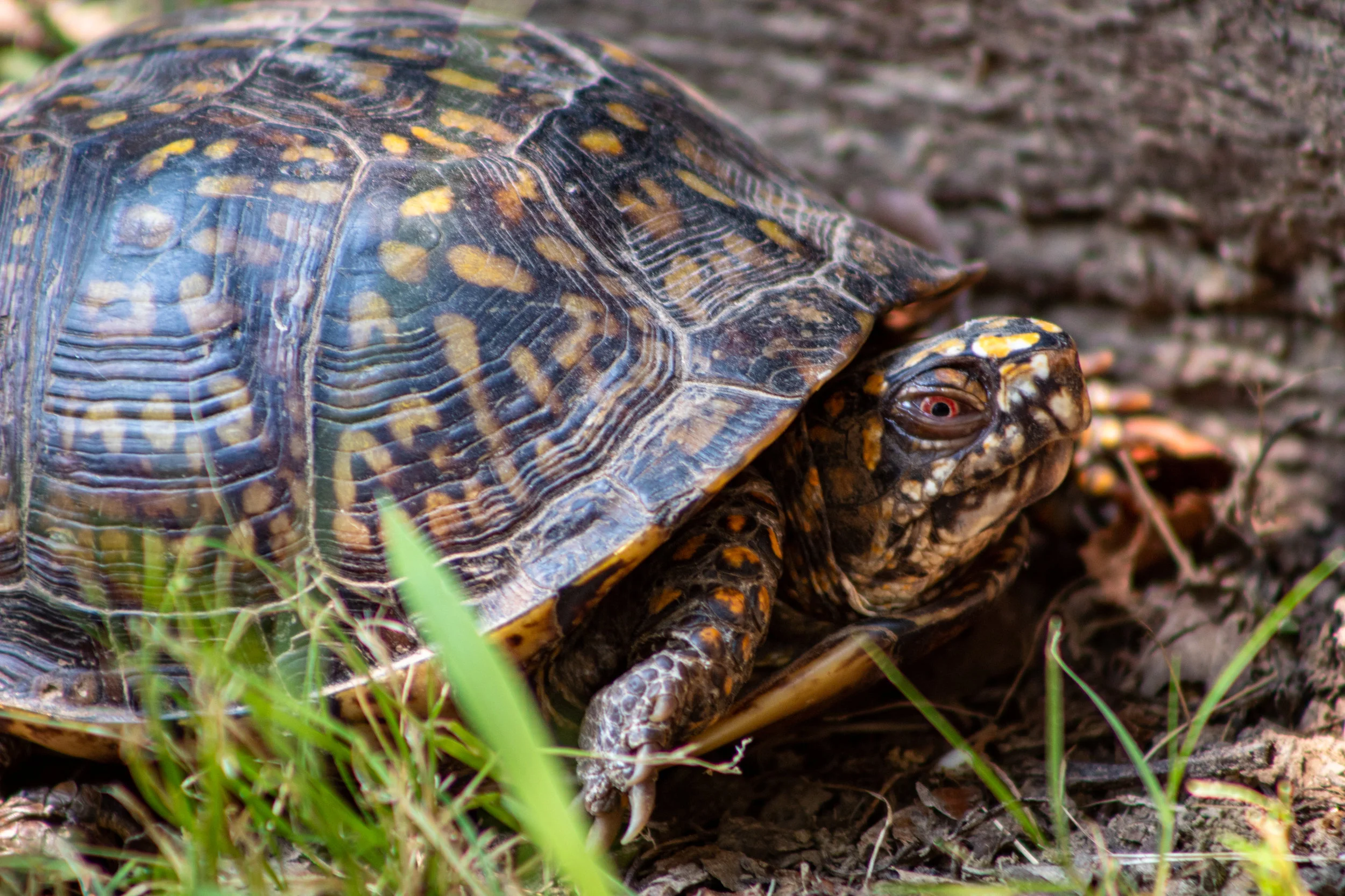 Box Turtle Tales Streaming