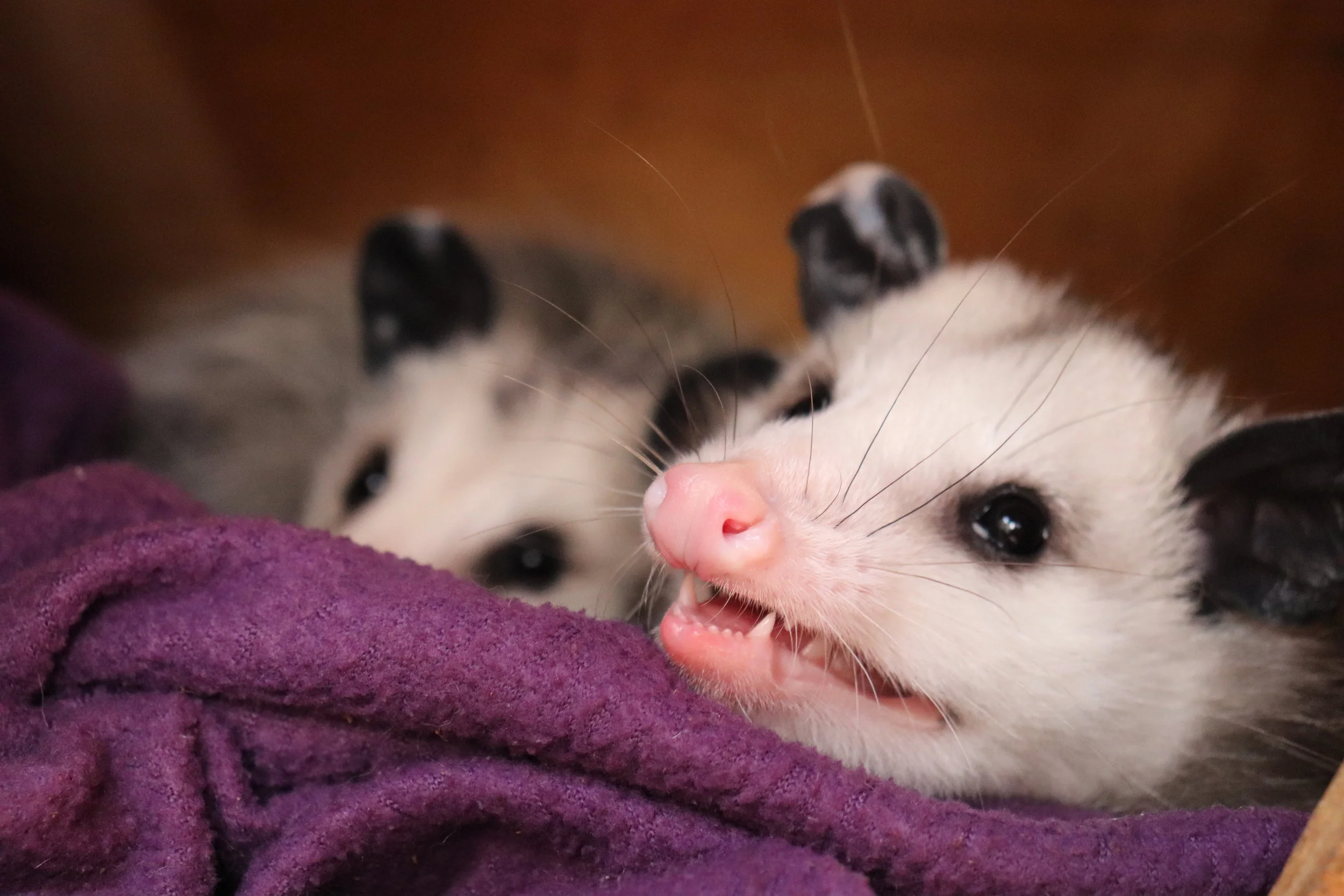 Awesome Opossums