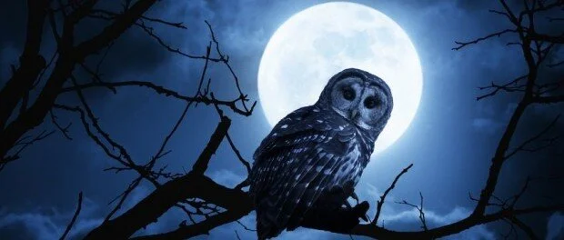 Creatures of the Night