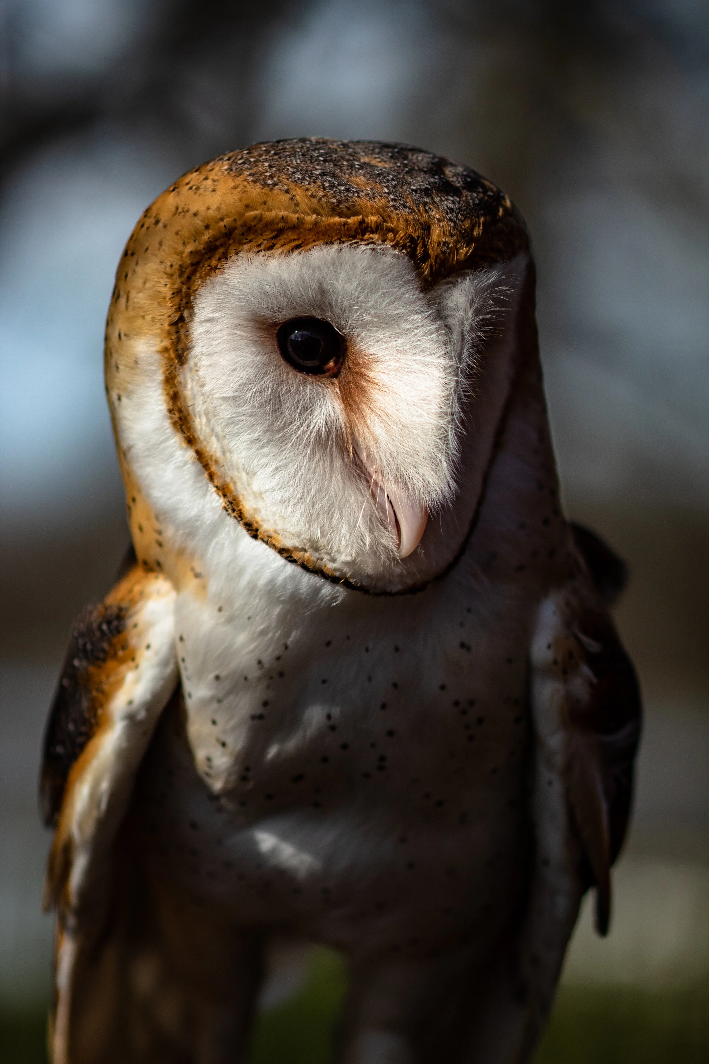 Owl Prowl Friday 6/23 Rescheduled to 6/30