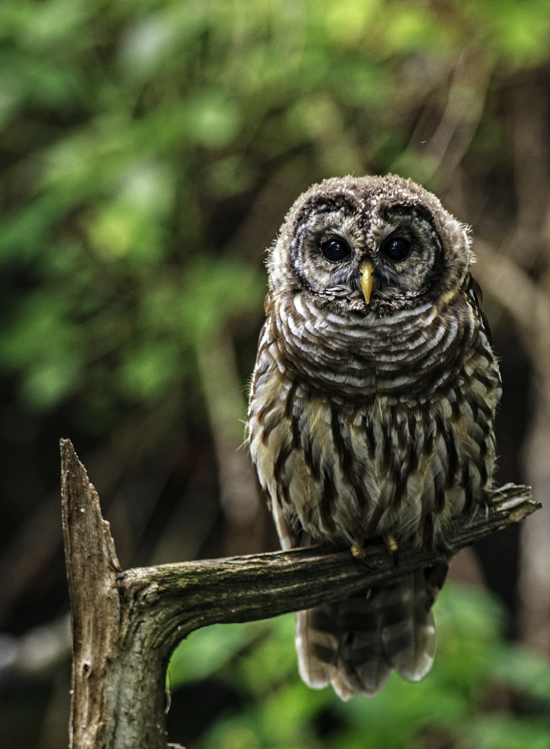 Up-close for photos - Birds of Prey
