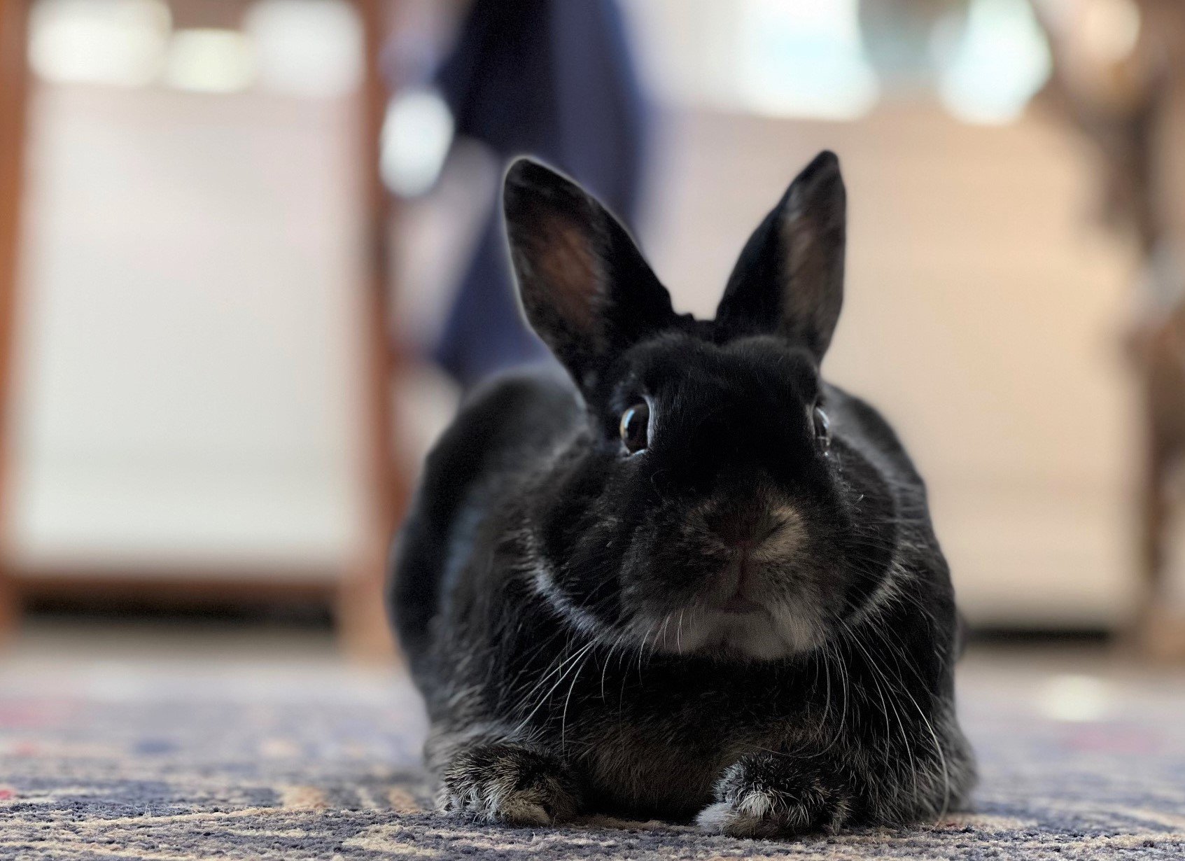Sunnybun.jpg