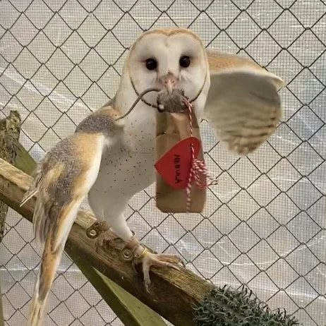 Barn Owl Animal Encounter — Sweetbriar Nature Center