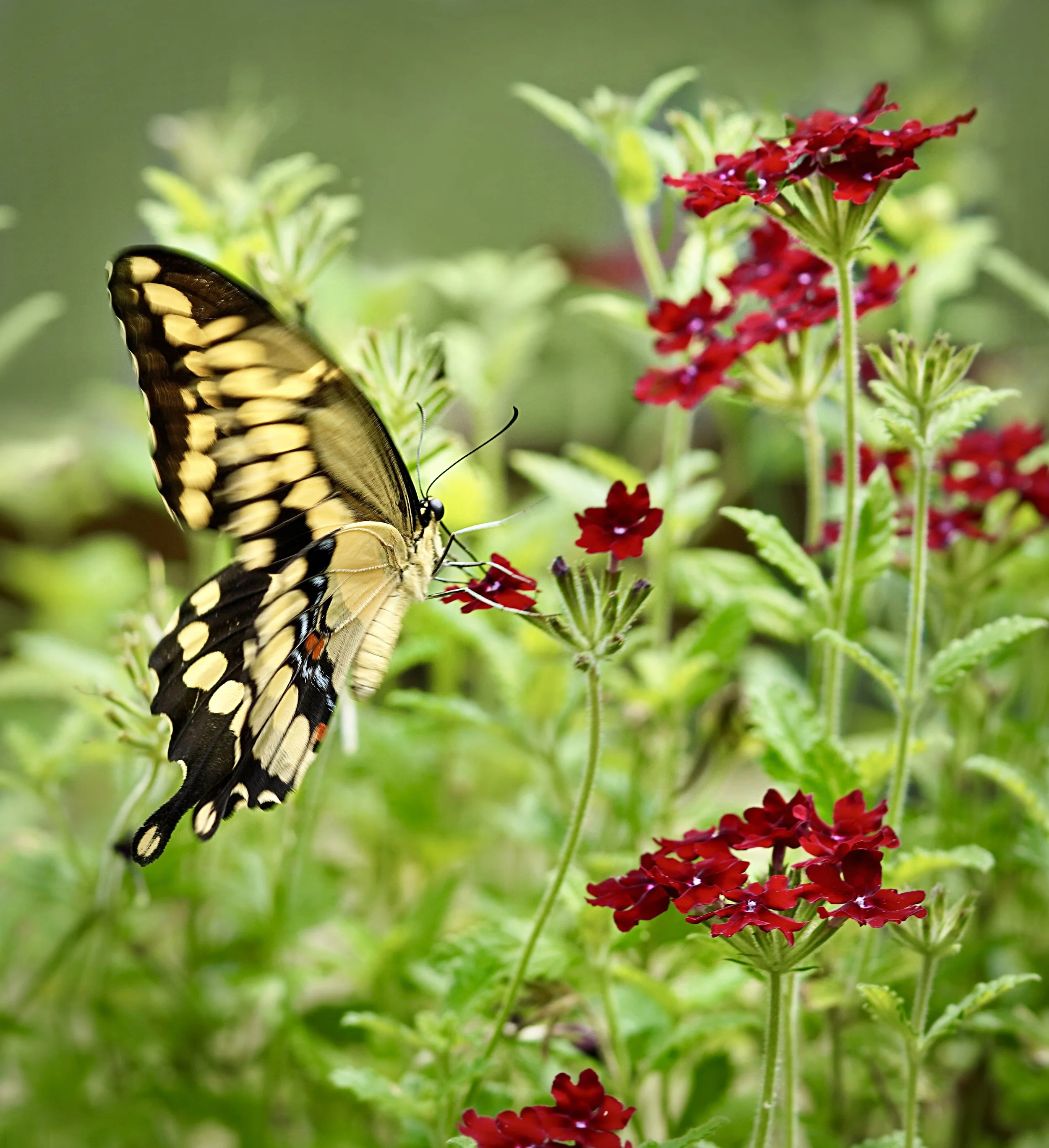 Butterfly & Bird Festival Saturday 6/13 $25 Per Carload