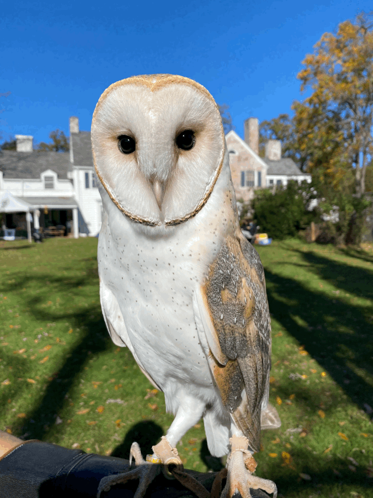 Barn Owl Animal Encounter — Sweetbriar Nature Center Barn Owl Animal Encounter — Sweetbriar Nature Center