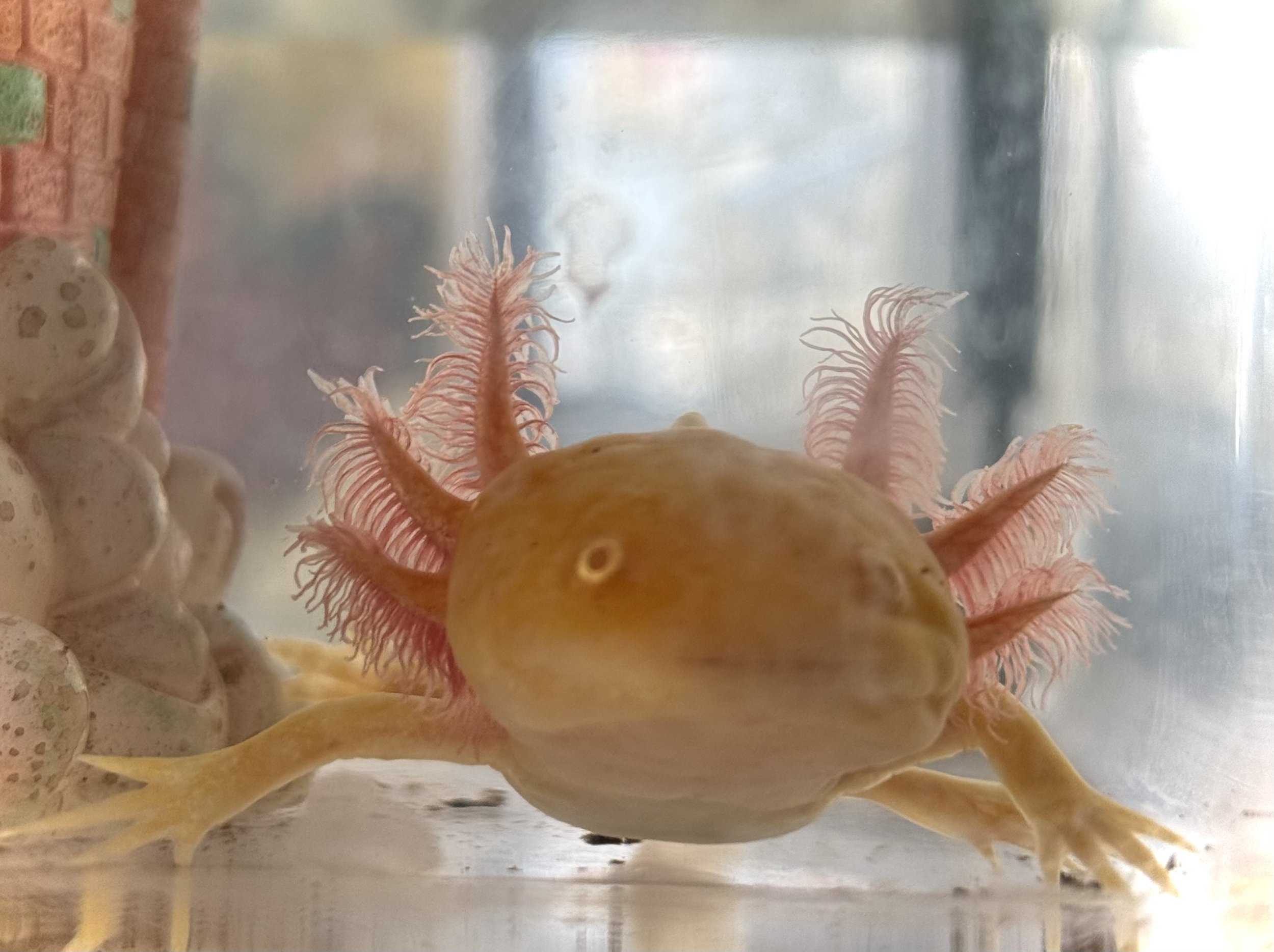 Sunday Funday: Amazing Axolotls