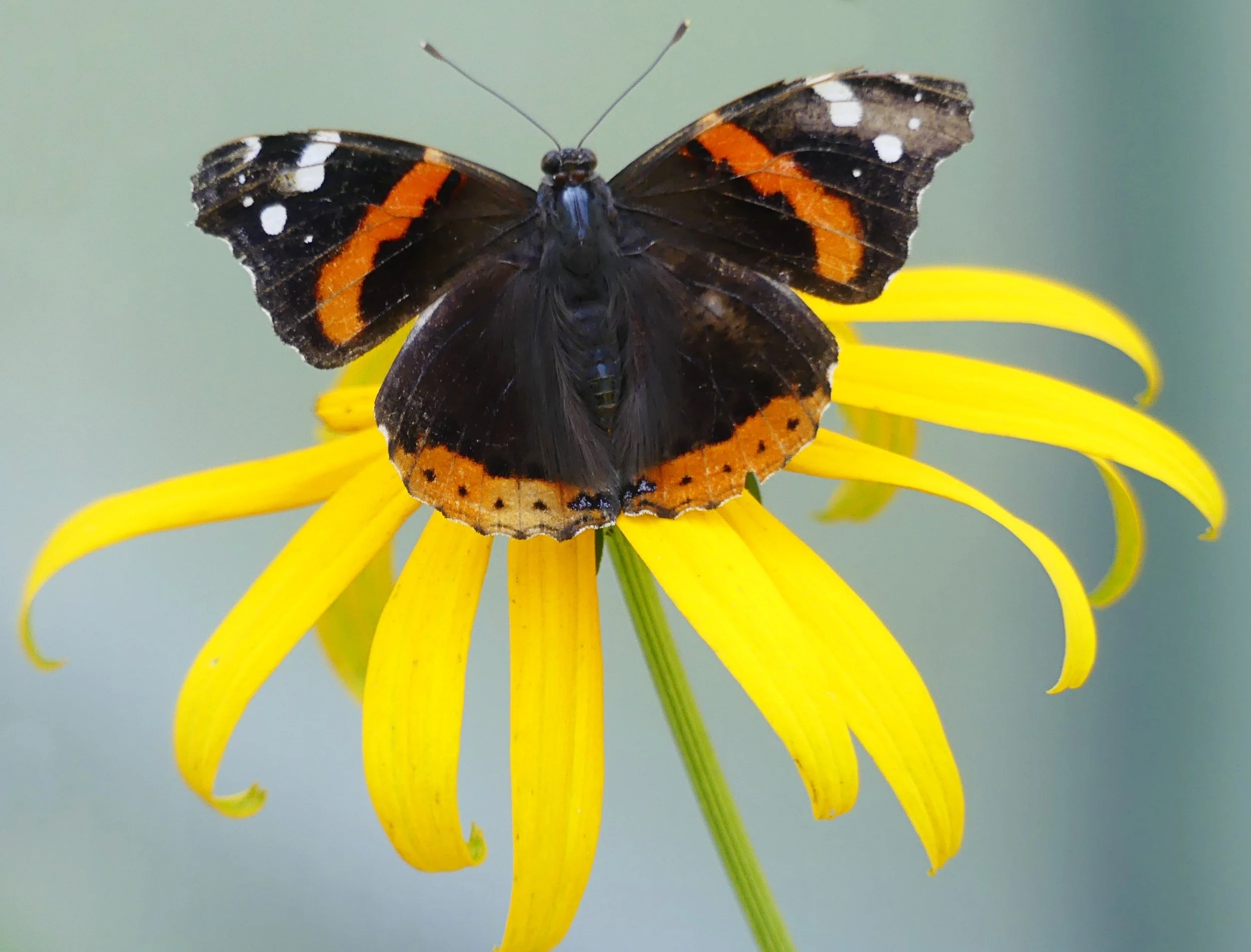 Butterfly & Bird Festival Saturday 6/13 $25 Per Carload