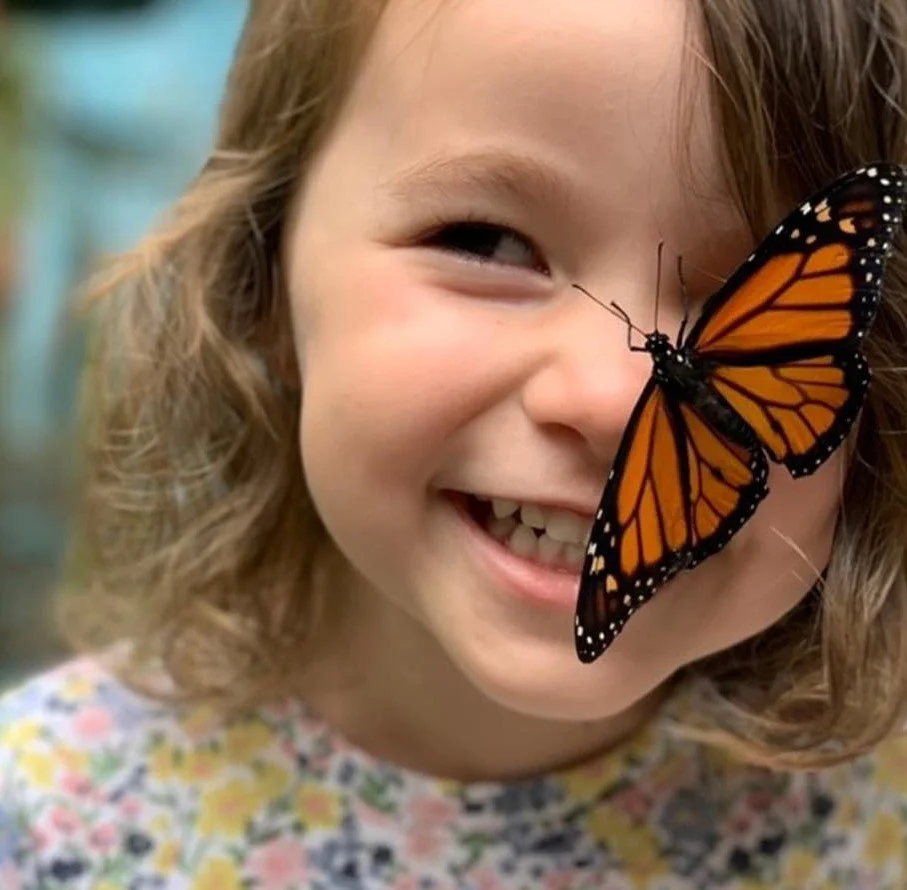 Butterflies and Friends