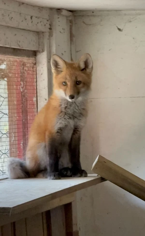 fox.jpg