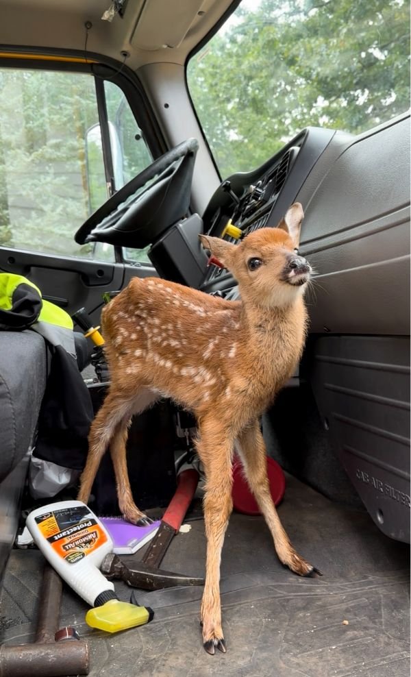 fawn.jpg