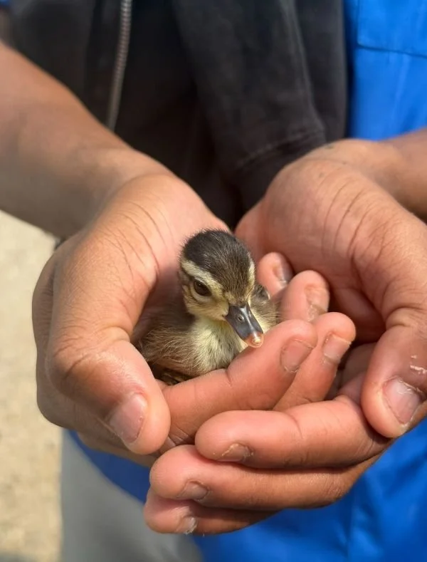 duck.jpg