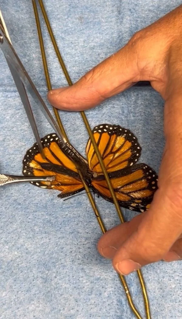butterfly.jpg