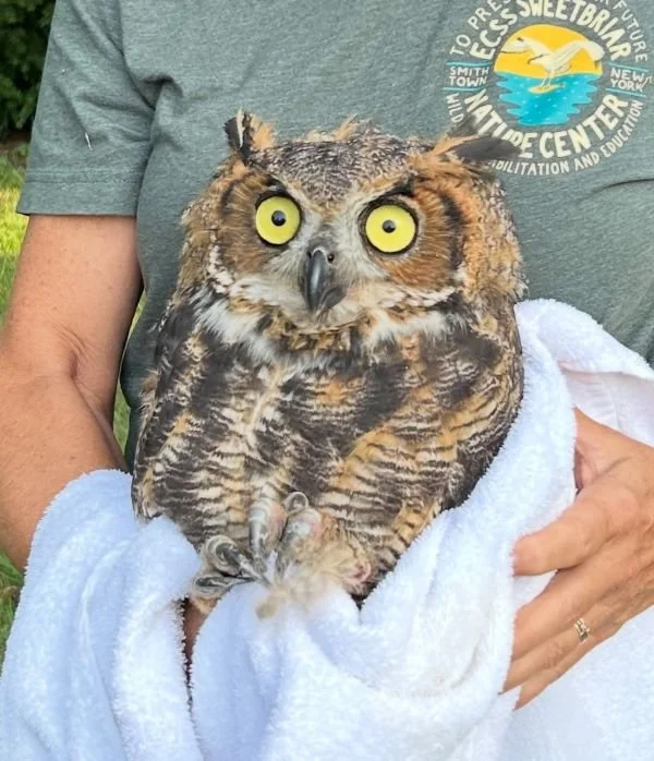 great horned.jpg