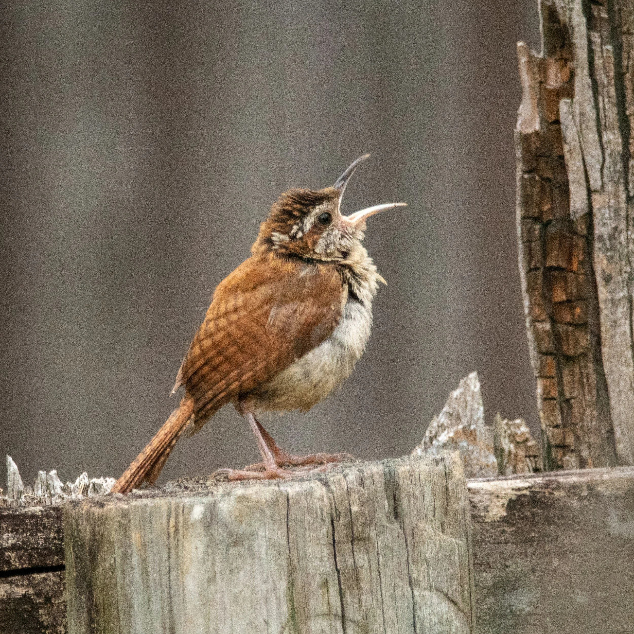GET TO KNOW YOUR WINTER NEIGHBORS HOW TO WELCOME BIRDS TO YOUR LONG ISLAND BACKYARD IN WINTER