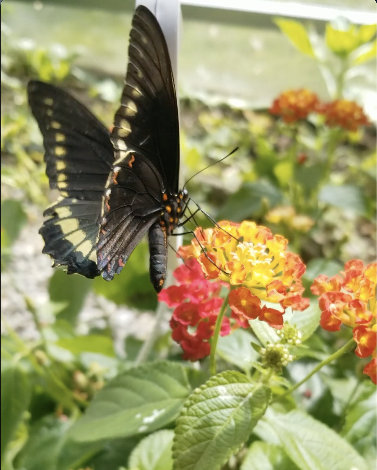 Art Butterfly Night for Adults