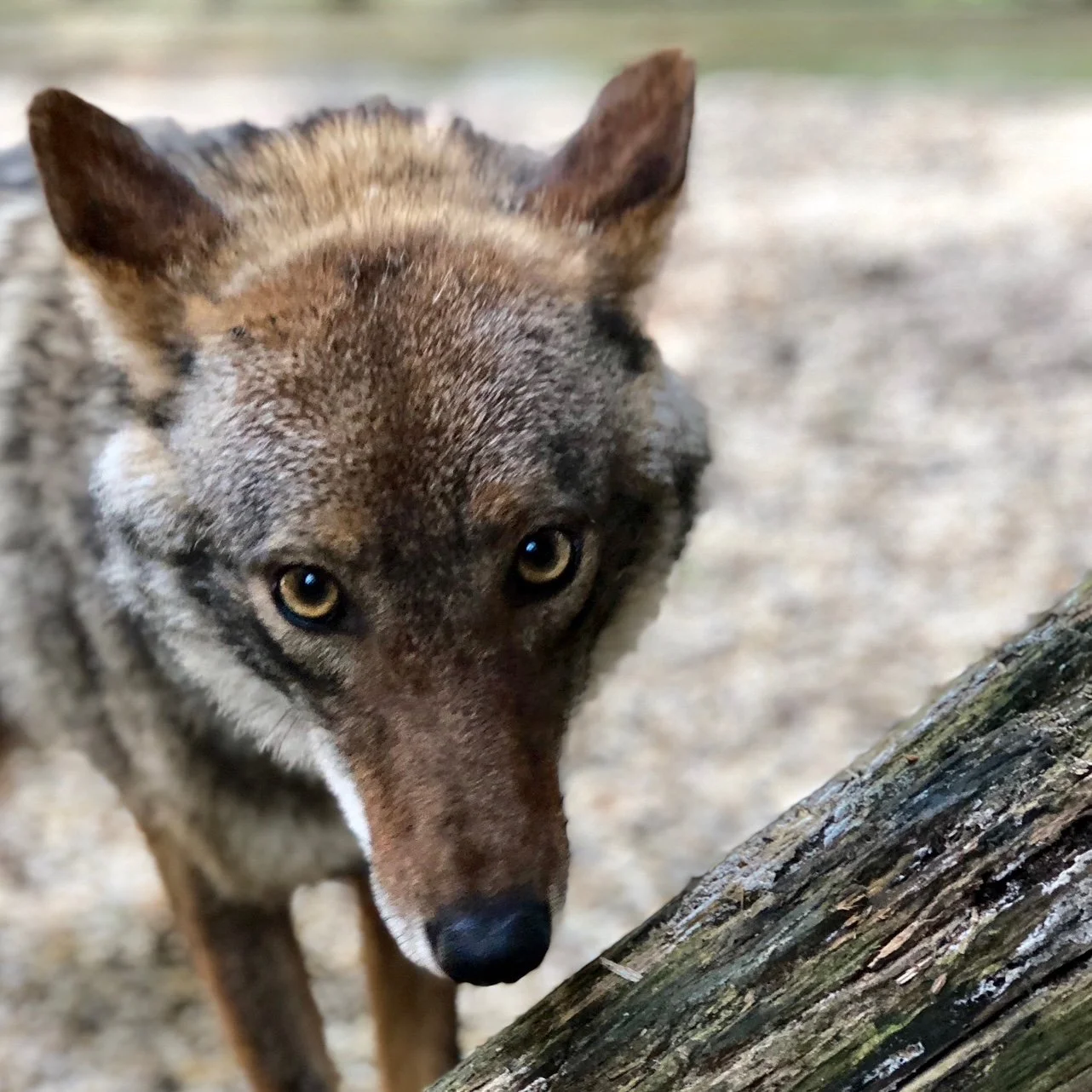 Coyote Talk