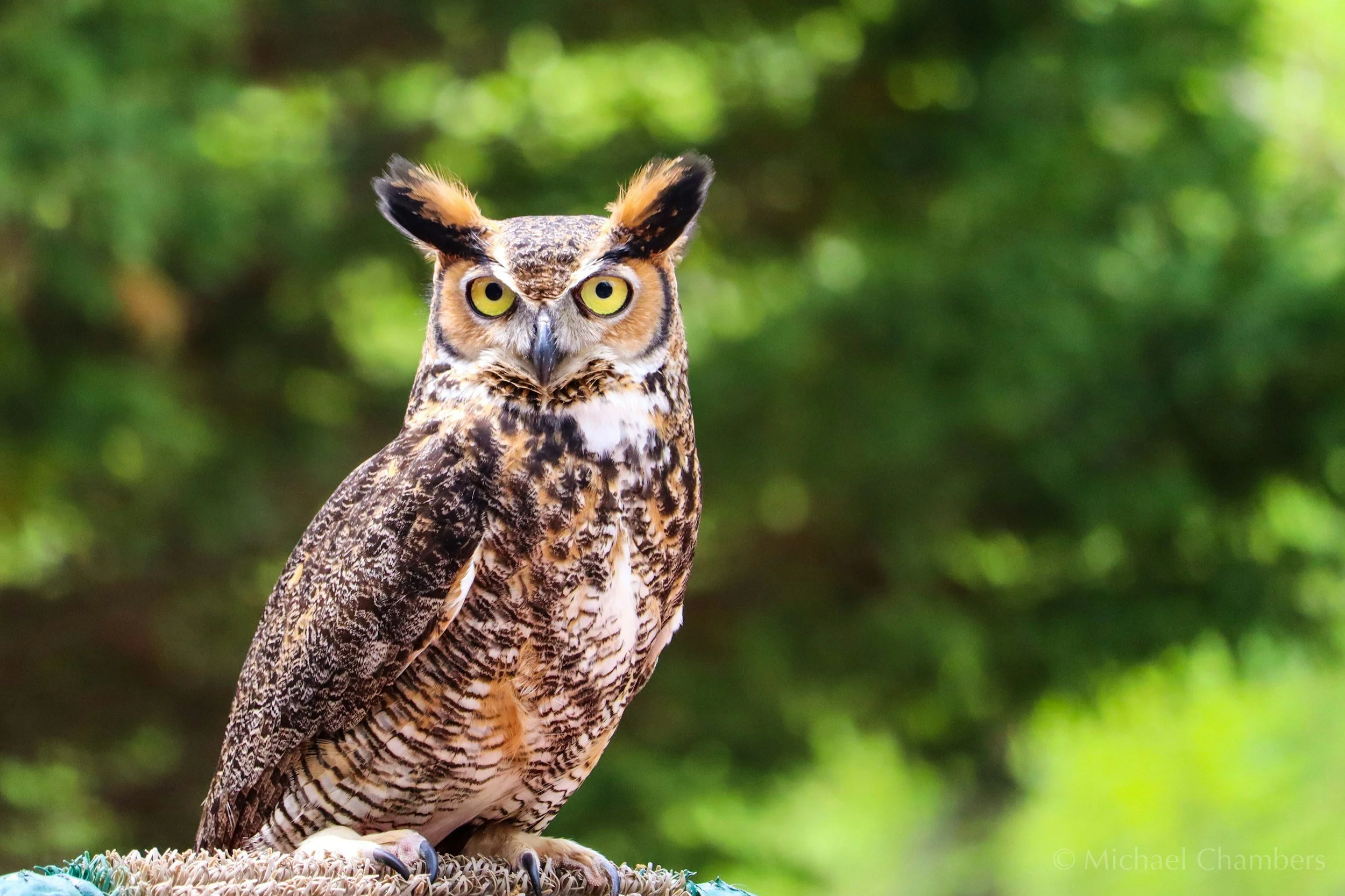 Owl Yoga at the Historic Barn 