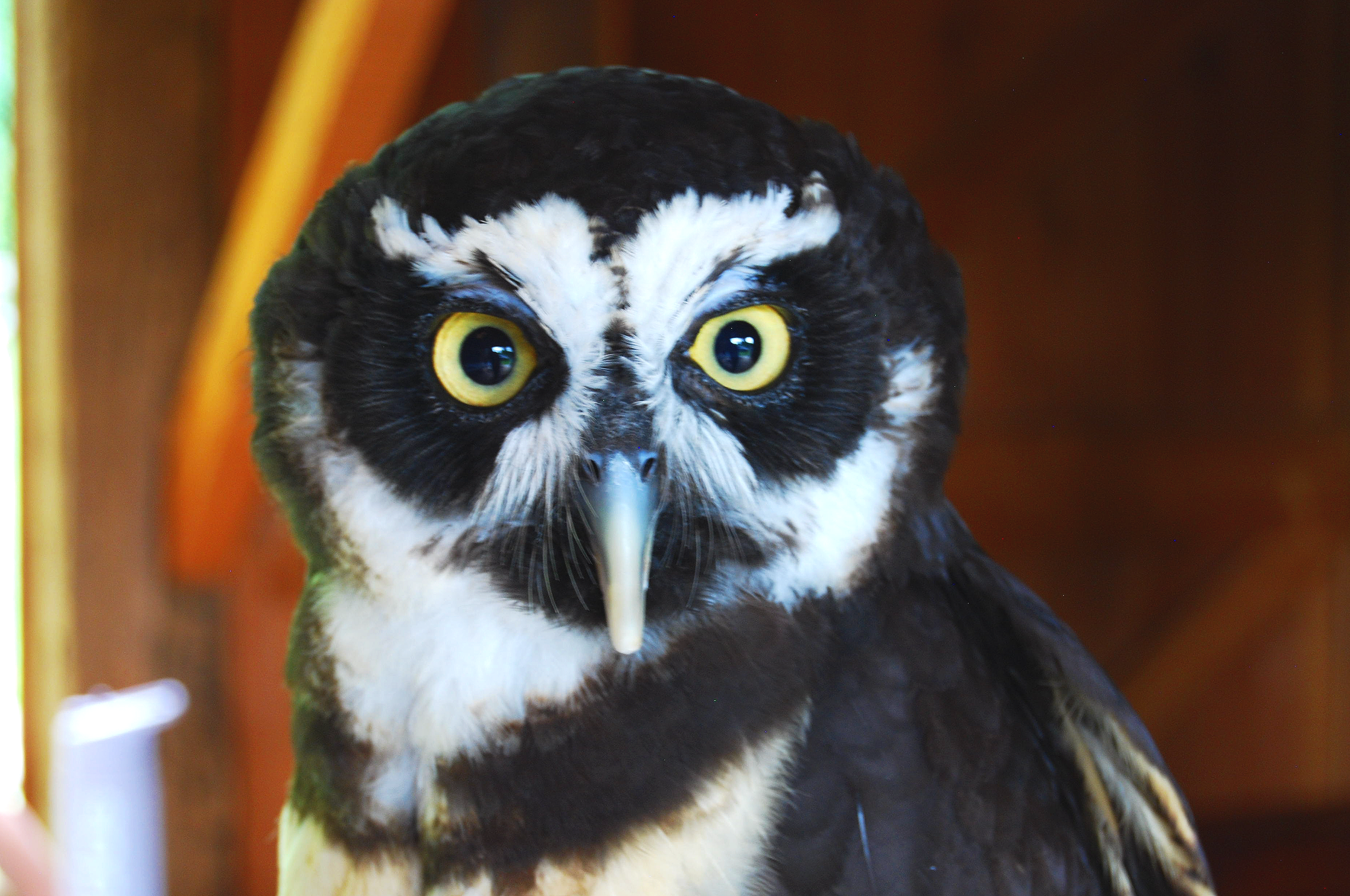 Art Is A Hoot - Adults - No