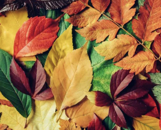 The Art Of Fall Foliage - Adult - Oct 18