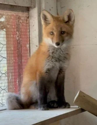 fox.jpg