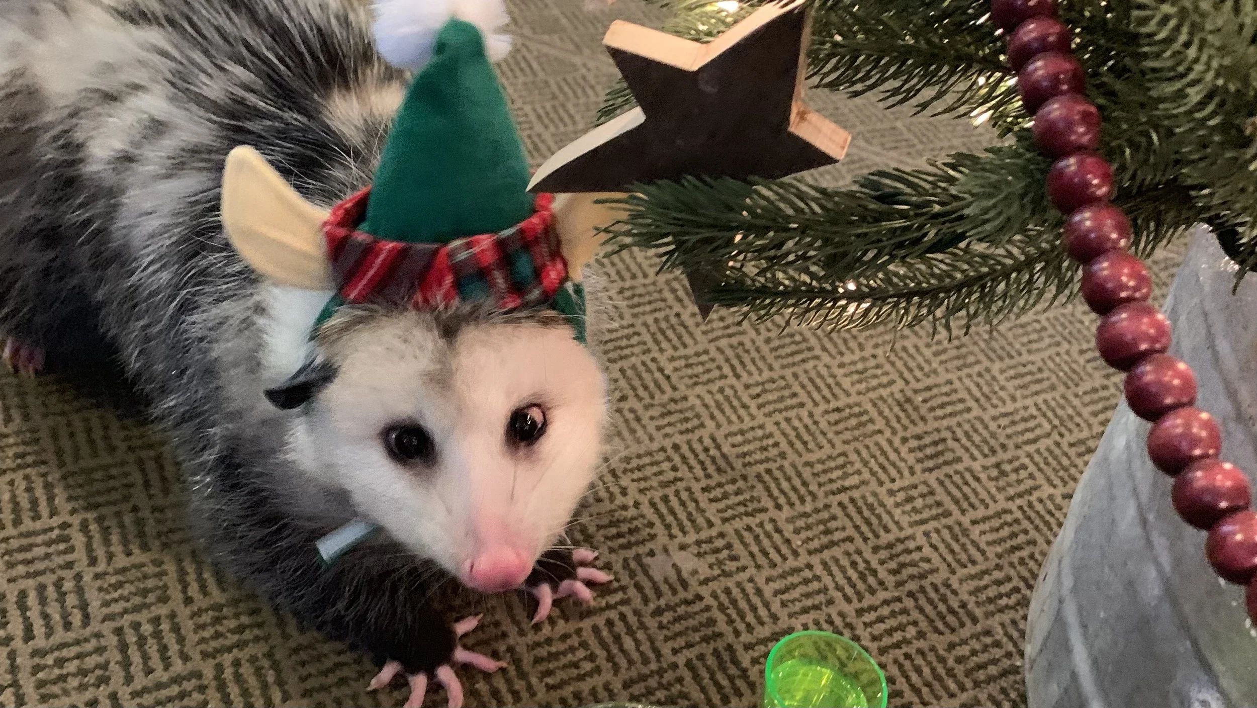 Sunday Funday: Holiday Party for Wildlife