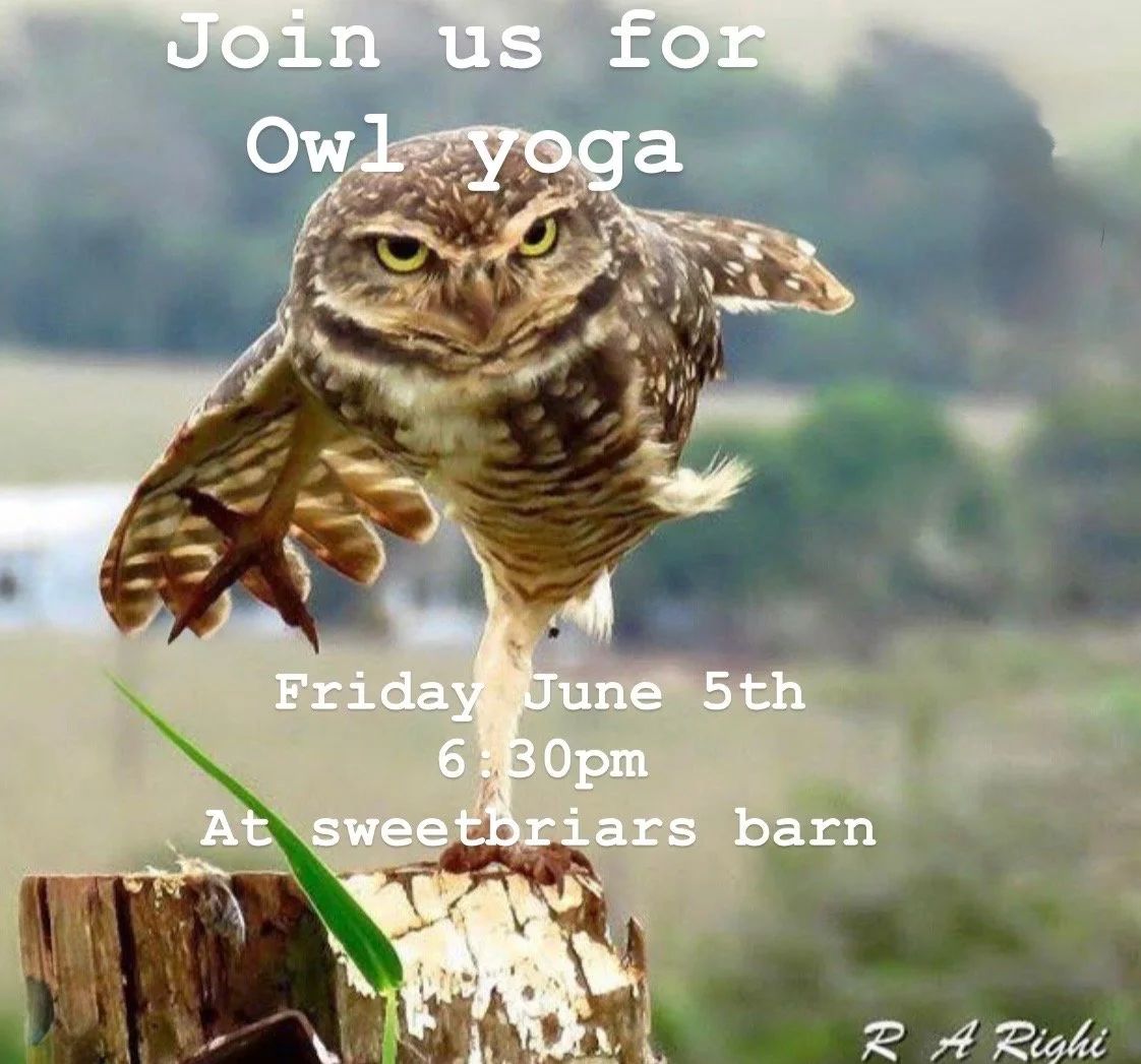Friday Night Owl Yoga- Fri 6/5