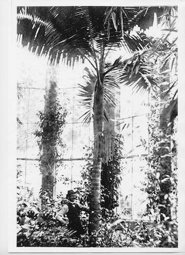 Head gardener in the Palm House at Whitbourne Hall circa 1900 provided by Heather Colley .JPG