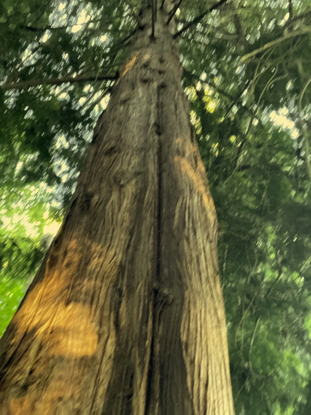 Inside Bellevue Neighborhood Park