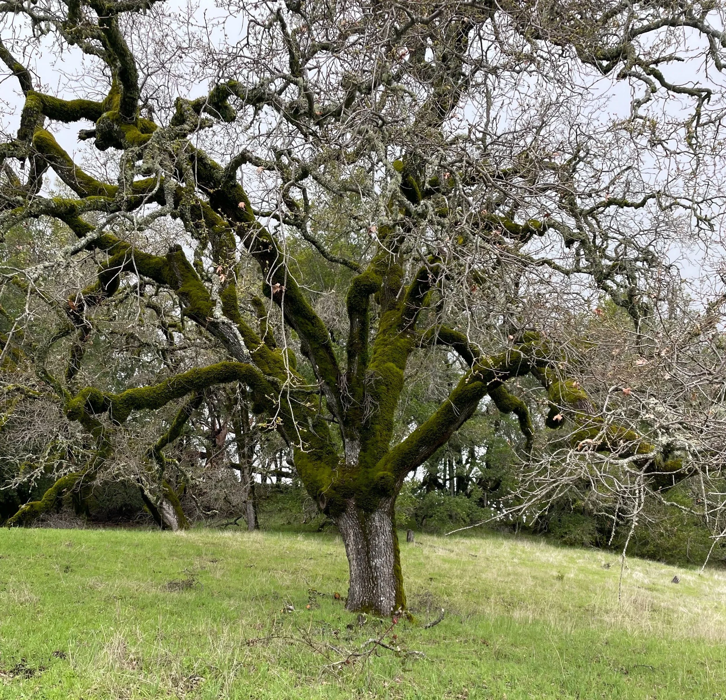 TreeofLife.jpg