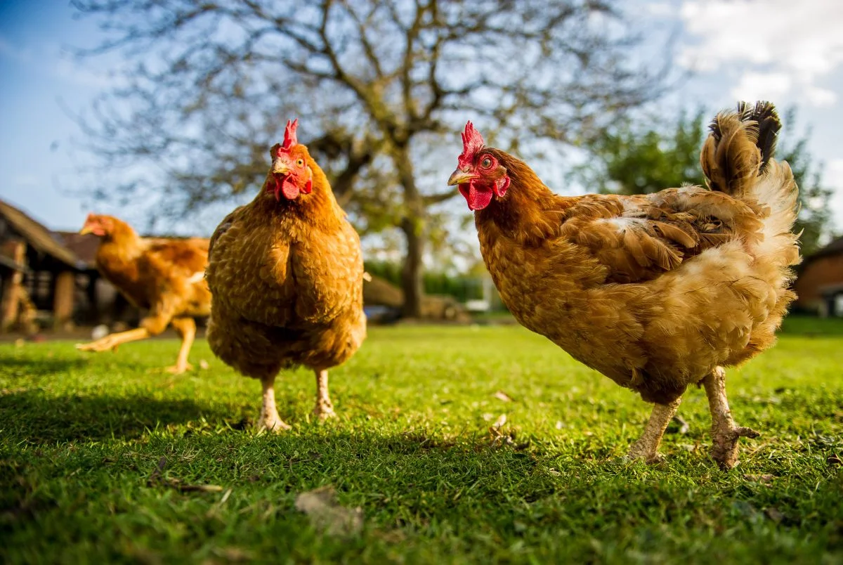 freedomrangerchickens.jpg