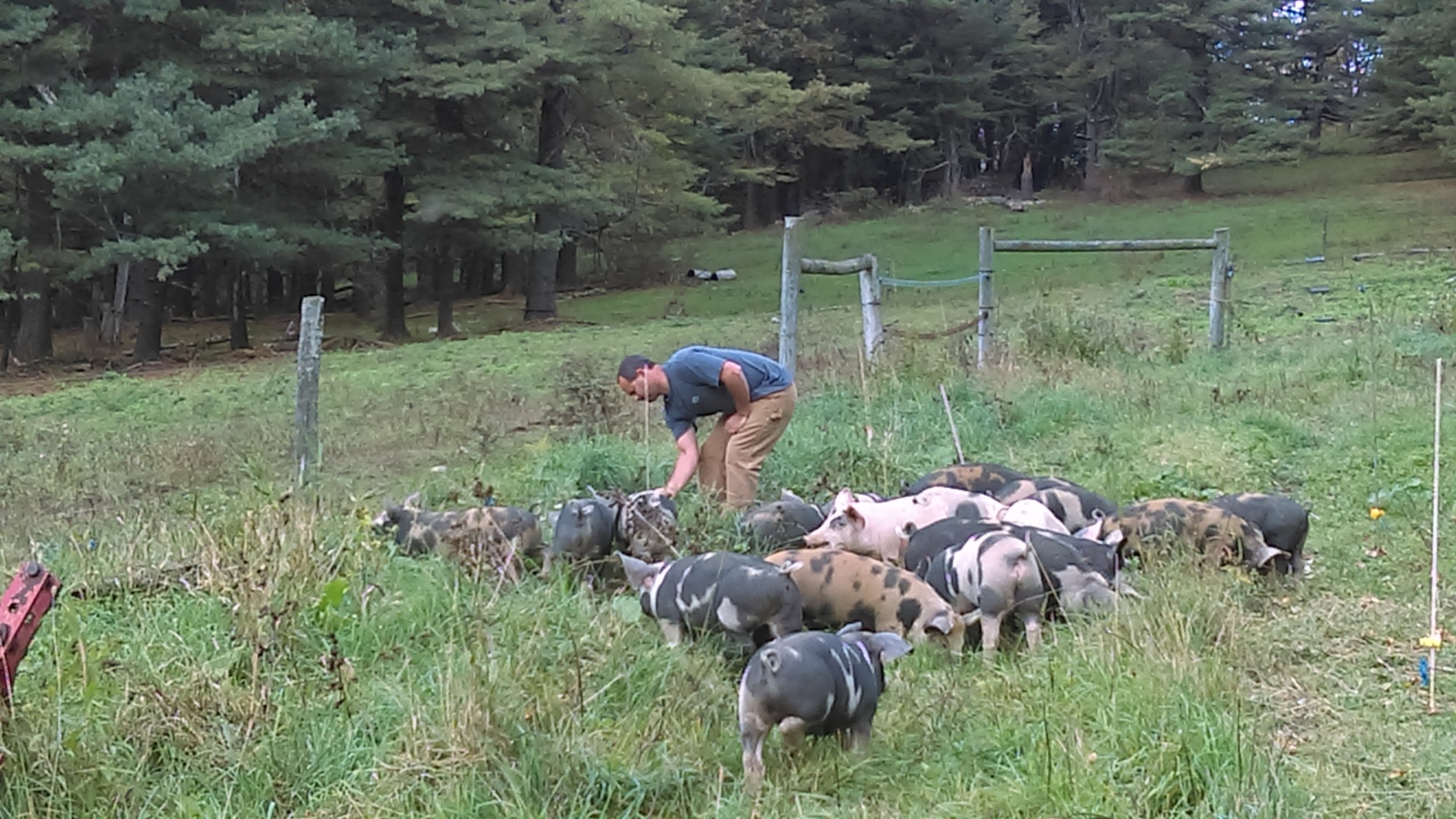 mike + pigs.jpg