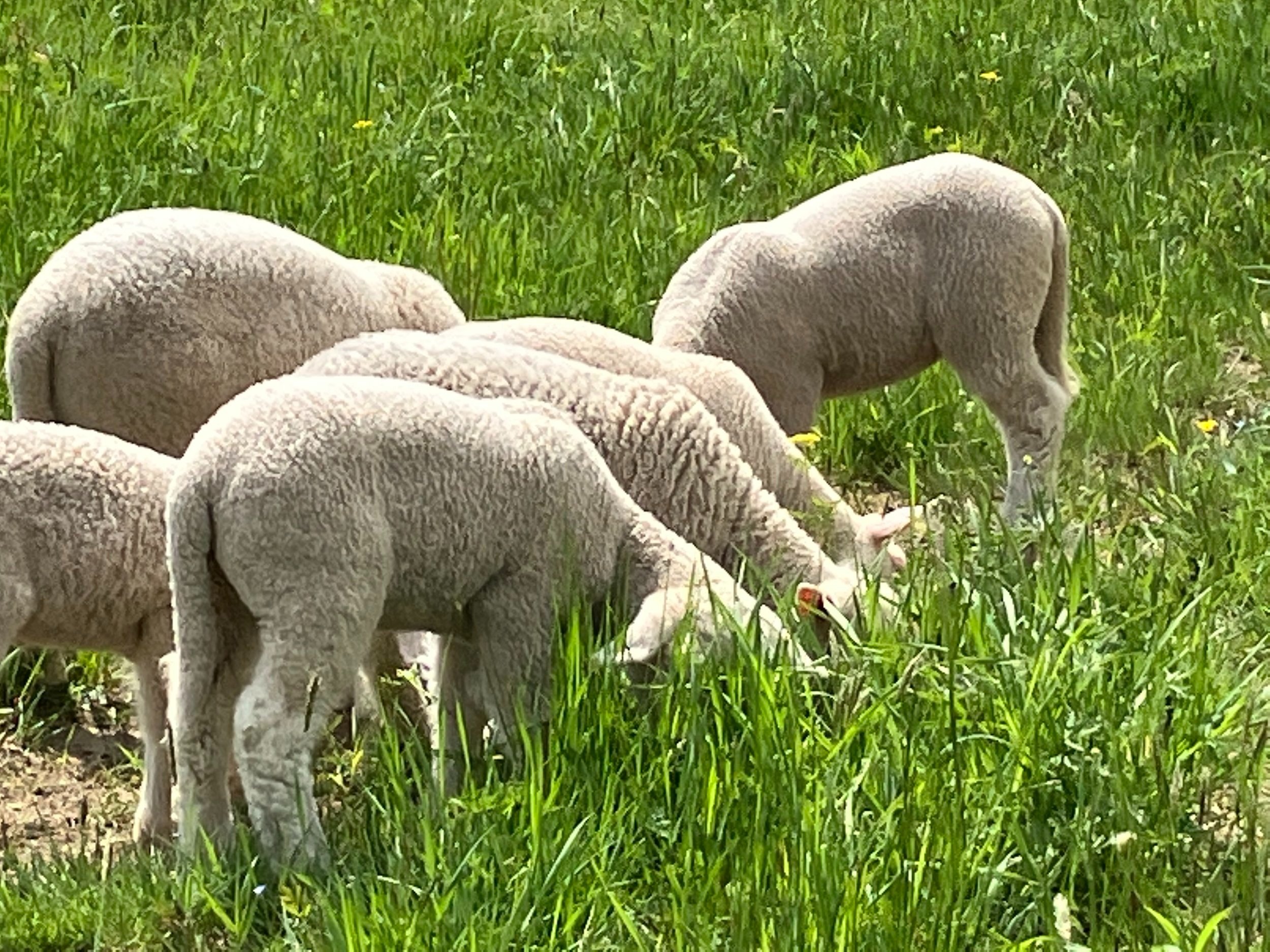 lambs+bellor+rd1.jpg