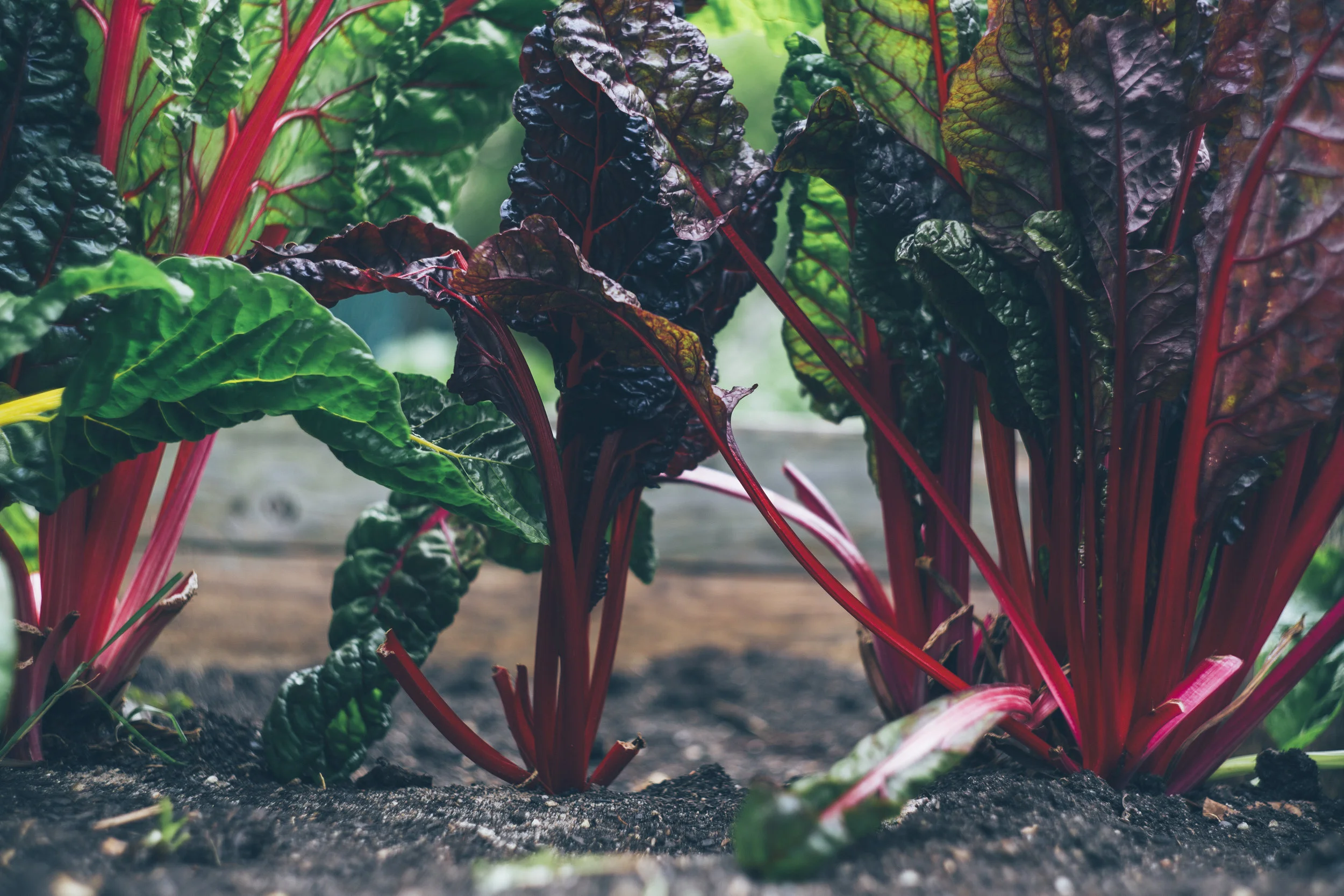 The Southern Colorado Gardener's Guide To Summer Planting