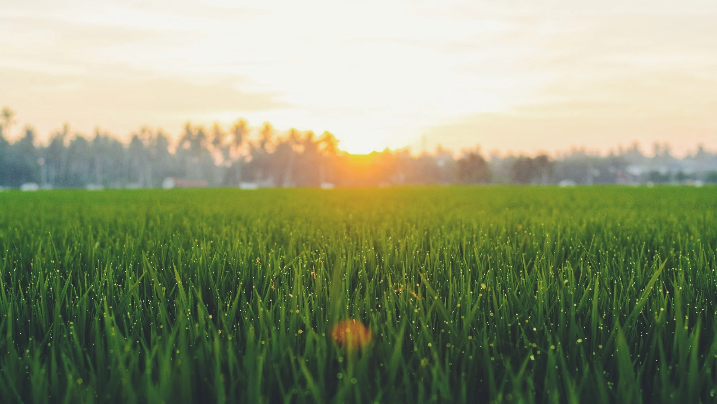 Spring Lawn Care Tips For Southern Colorado Homeowners