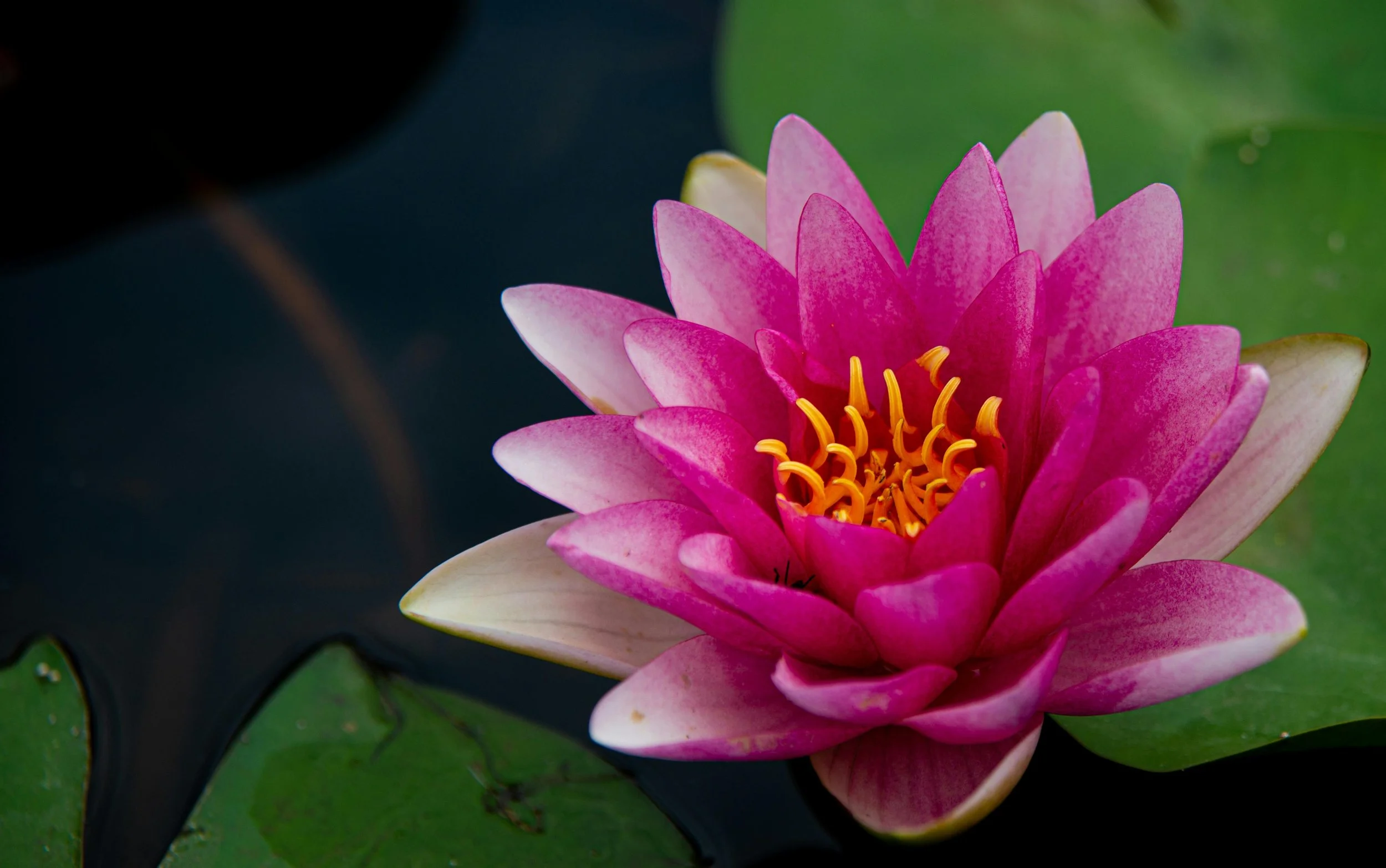 "Facing Life’s Challenges with Courage" with Zandi Cox, Entrepreneur & Motivational Speaker