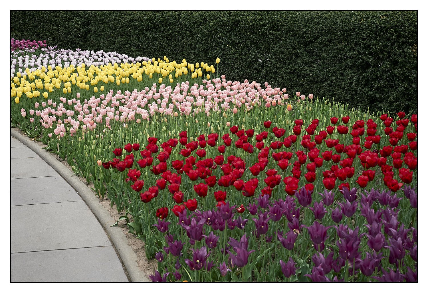 Flowers.