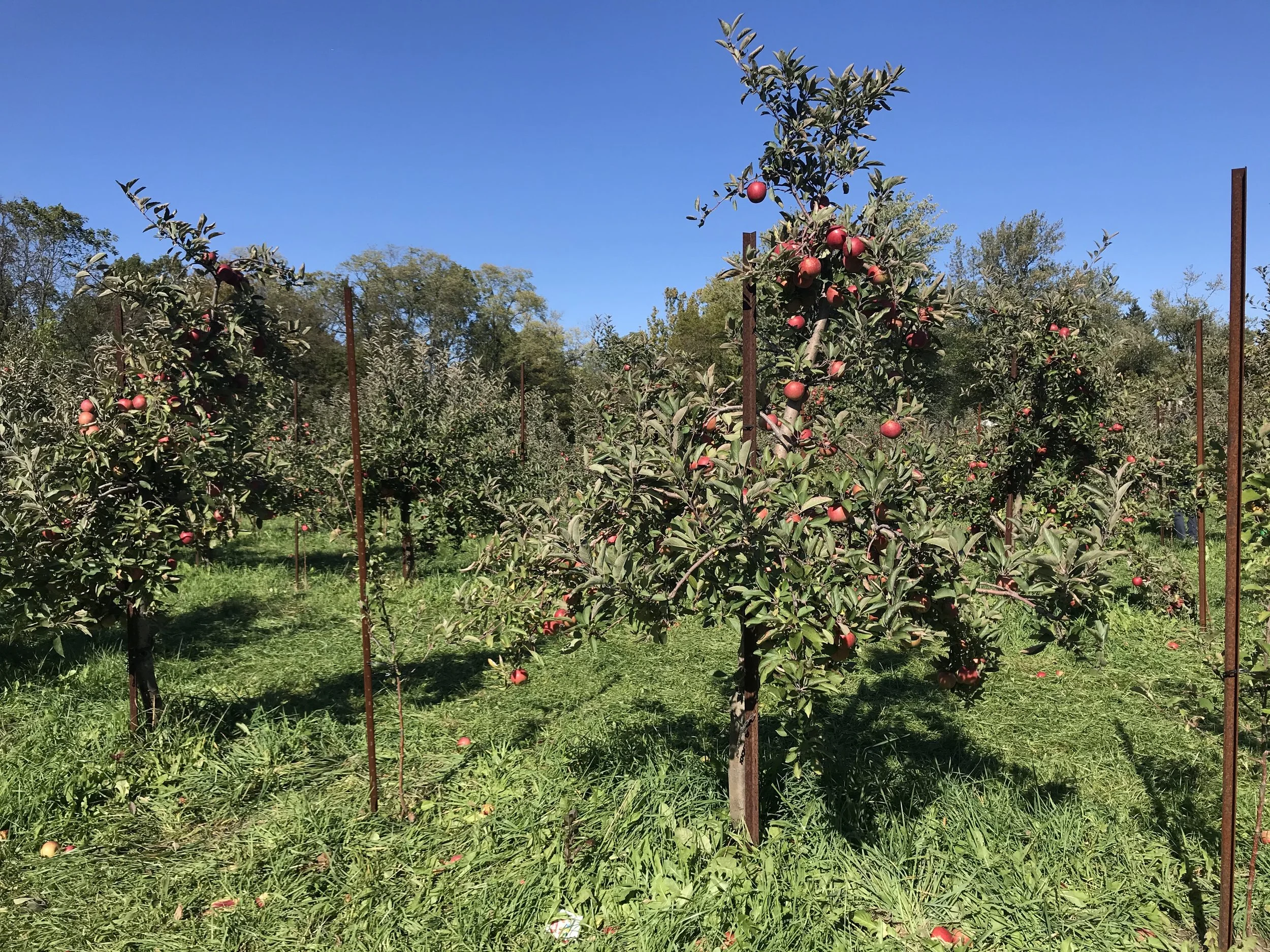 With You in the Both